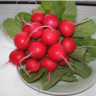 Редис Кирше 100 г ранний, Agri Saaten