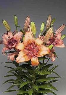 Лилия Contagem горшечная (10293), De Ree