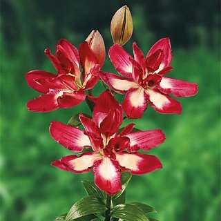 Лилия Double Sensation азиатская махровая (1813), De Ree