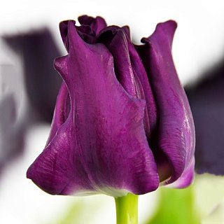 Тюльпан волнистый Crown of Negrita