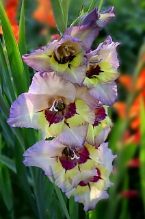 Гладиолус Sapporro крупноцветковый (10285), De Ree Holland