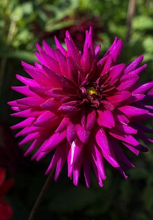 Георгина Ambition декоративная крупная (10301), De Ree