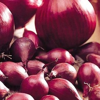 Лук севок (арбажейка) Ред Барон 500 г круглый красный, ТОР