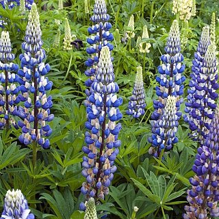 Люпин  Governor (10836), De Ree