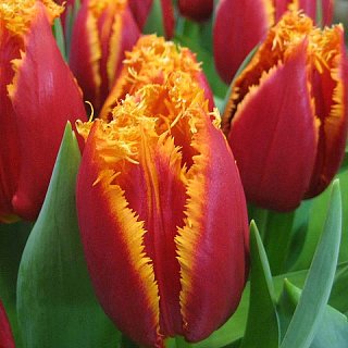 Тюльпан бахромчатый Fabio