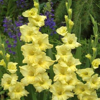 Гладиолус Morning Gold 3 шт крупноцветковый, De Ree