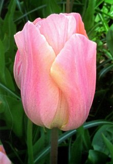 Тюльпан Apricot Beauty 3 шт триумф, De Ree (10602)