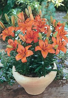 Лилия Orange Pixie горшечная (10179), De Ree