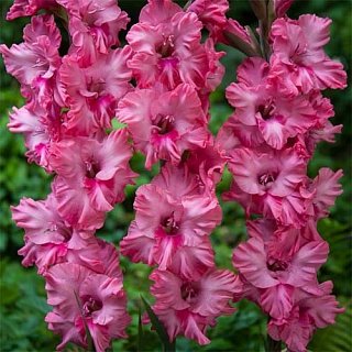 Гладиолус Kingston Frizzle 3 шт гофрированный, De Ree