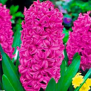 Гиацинт Vuurbaak