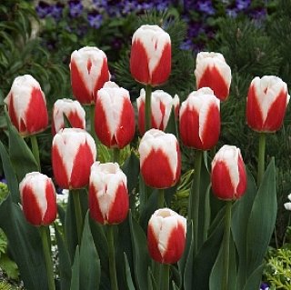 Тюльпан Roman Empire 3 шт триумф, De Ree