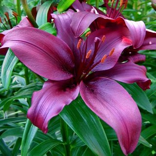 Лилия Dimension азиатская  (10824), De Ree