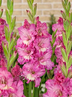 Гладиолус Minsk попугаевидный (10140), De Ree