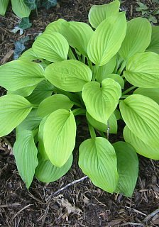 Хоста August Moon (10623)