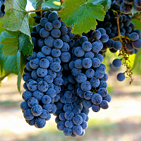 Купить фунгициды для винограда с доставкой по Украине, Киев, Одесса, цены