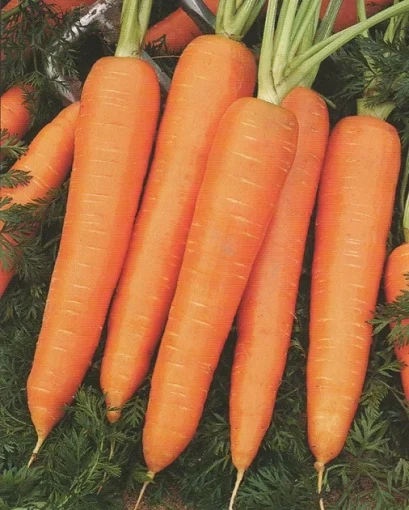 Морква Курода Шантане 500 г рання, Unigen Seeds