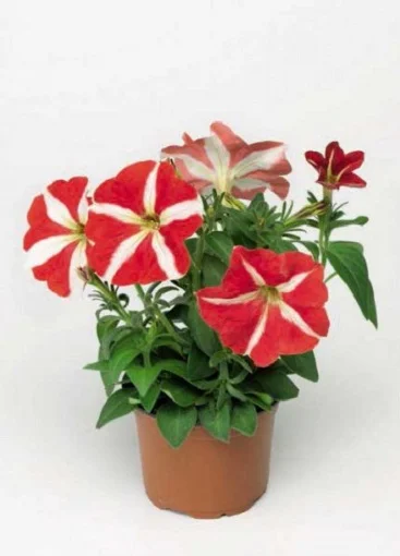 Петунія Ура F1 1000 дражованого насіння біло-червона, Syngenta Flowers - Фото 2