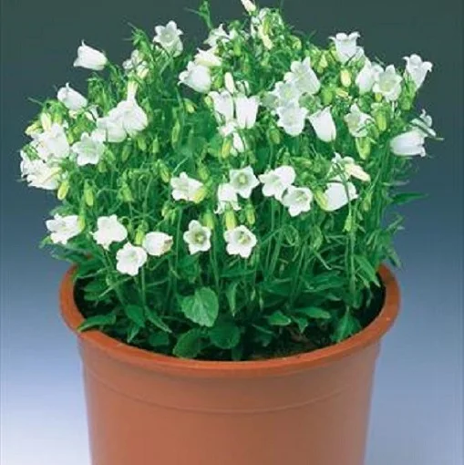 Колокольчик Свингинг Беллс 200 семян спиральнолистный белый, Syngenta Flowers