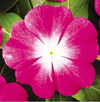 Катарантус ампельный Медитер F1 100 семян розовый, Pan American flowers