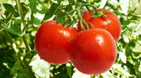Томат Загадка весовой для переработки кустовой ранний