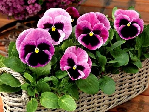 Виола виттрока Маммут F1 100 семян розовая с глазком, Syngenta Flowers