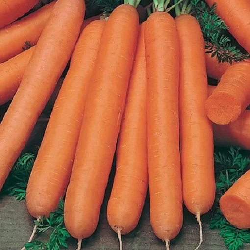 Морковь Нантес 20 г ранняя, Tezier