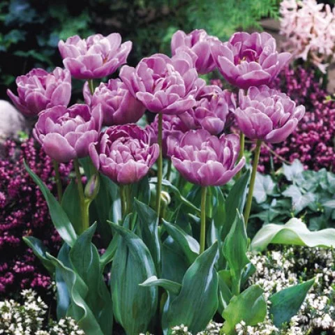 Тюльпан Lilac Perfection 3 шт махровий багатоквітковий, De Ree (10447) - Фото 2