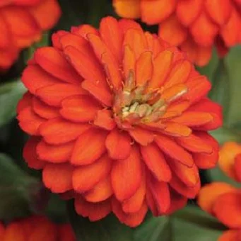 Цинния элегантная Сахара F1 100 семян оранжевый, Pan American flowers