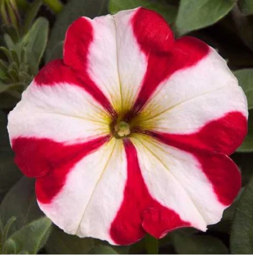 Петуния Ура F1 1000 дражированных семян бело-красная, Syngenta Flowers