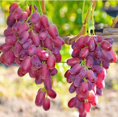 Саженцы винограда Шахиня Ирана