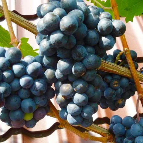 Саженцы винограда Смакота