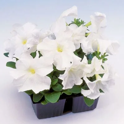 Петуния Браво F1 1000 дражированных семян белая, Syngenta Flowers