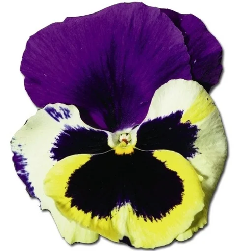 Виола виттрока Колоссус F1 100 семян триколор, Syngenta Flowers