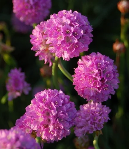 Армерия приморская Армада 100 семян темно-розовая, Syngenta Flowers