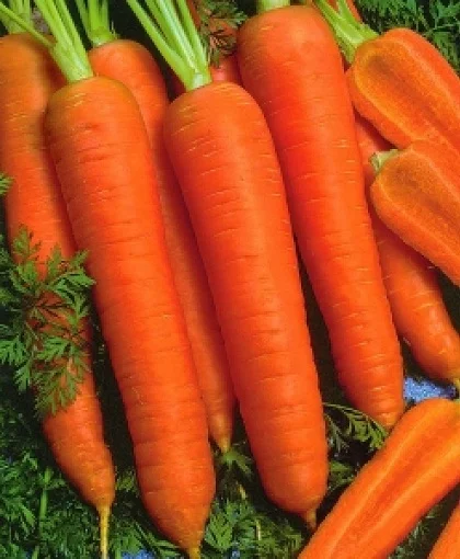 Морковь Канада F1 25000 семян (1,6-1,8 мм) поздняя, Bejo Zaden