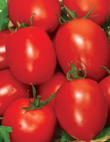 Томат Рио Фуего весовой для переработки кустовой среднеспелый