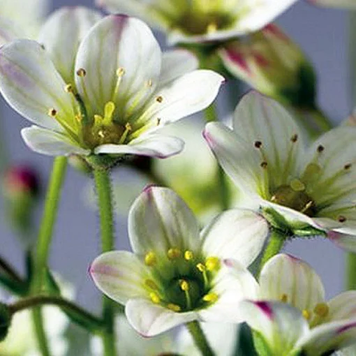 Камнеломка Арендса Хайлендер 200 семян белая, Syngenta Flowers