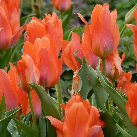 Тюльпан мультифлора  Orange Bouguet (10543) - Фото 2