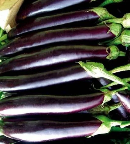 Баклажан Айдин 100 г ранний, May Seed