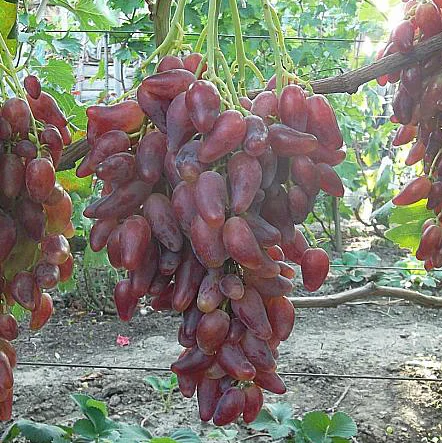 Саджанці винограду Дубівський рожевий