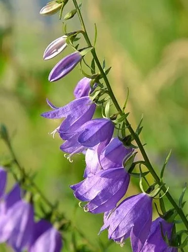 Колокольчик Камбелл 100 семян рапунцелевидный синий, Syngenta Flowers