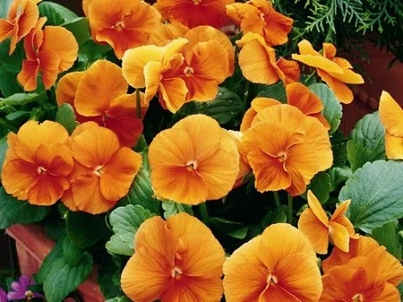 Виола виттрока Карма F1 100 семян оранжевая, Syngenta Flowers