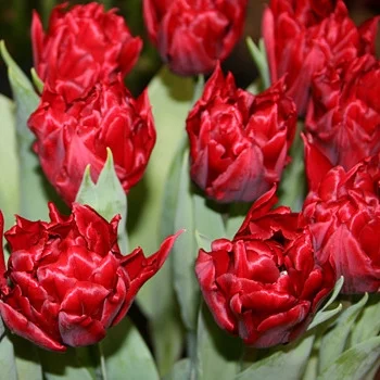 Тюльпан Robinho 3 шт махровые многоцветковые, De Ree (10374) - Фото 2