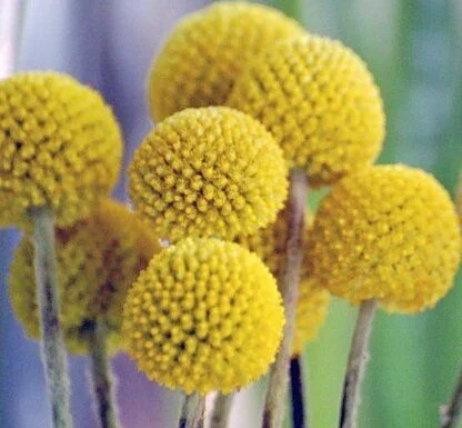 Краспедия шаровидная желтая 1000 семян, Hем Zaden