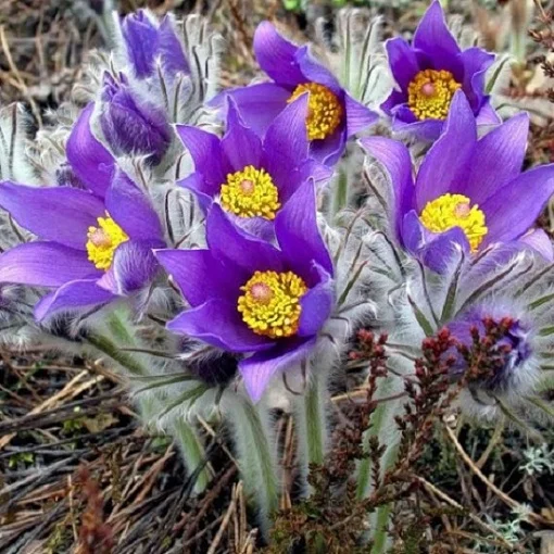 Сон-трава Принц Генрих 300 семян фиолетовая, Hем Zaden