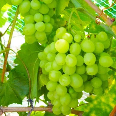 Саженцы винограда Елица кишмиш