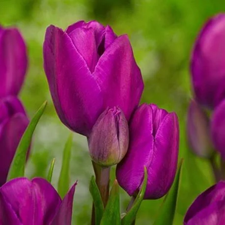 Тюльпан Purple Bouquet 3 шт мультифлора, De Ree (10544)
