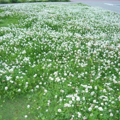 Клевер Ривенделл белый низкорослый на развес, DLF Trifolium - Фото 2