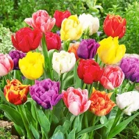 Тюльпан махровий мікс 50 цибулин різних кольорів, De Ree
