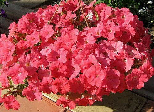 Петунія Рамблін F1 100 дражованого насіння лососева, Syngenta Flowers